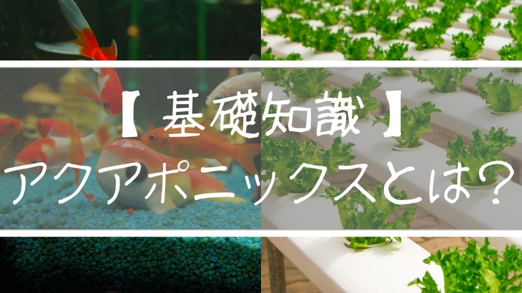 【基礎知識】アクアポニックスとは？特徴や育てられる野菜・生き物について解説