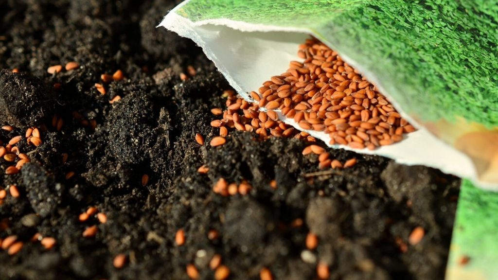 【初心者必見】種まき方の基本（種まきの種類、コツを解説）