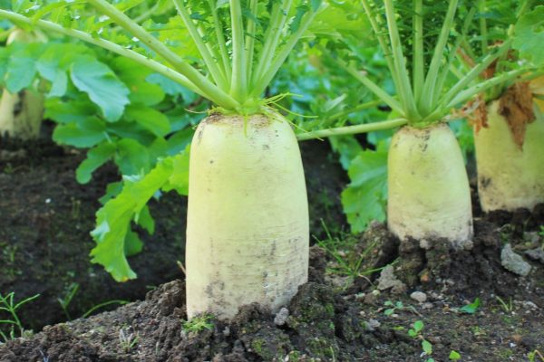 【初心者必見】種まき方の基本（種まきの種類、コツを解説）