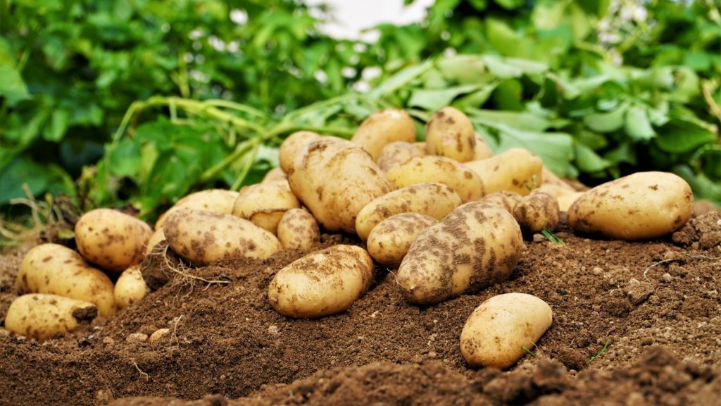 【じゃがいも】育て方・栽培方法｜芽かき・追肥・花の扱い・収穫方法など