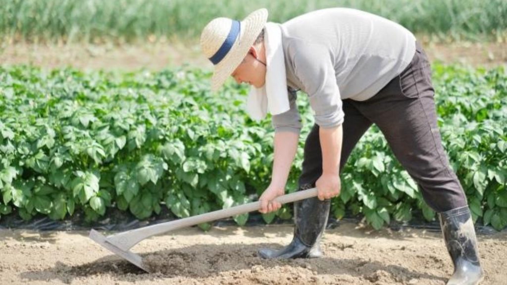 【肥料のやり方】野菜タイプ別、施肥場所、追肥のタイミングについて